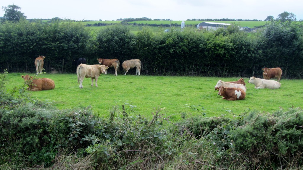 newry canal towpath scarva cycle hire cows