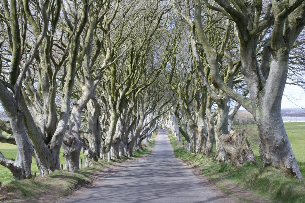 game of thones locations dark hedges