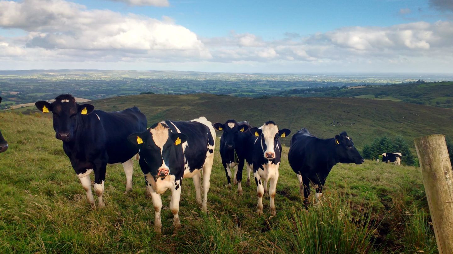 topped mountain lisbellaw co fermanagh cows