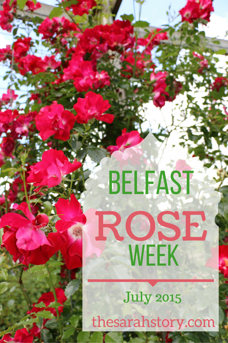 Rose weeks. July Rose.