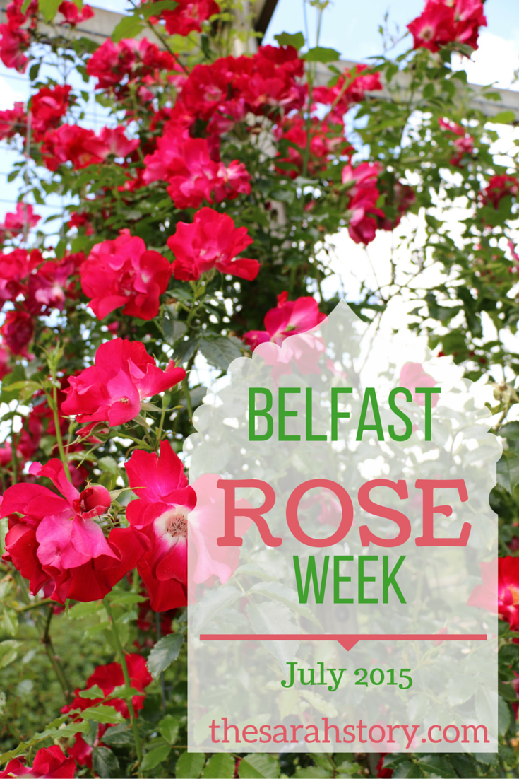 Week's roses. Belfast Rose. Сити оф Белфаст роза. Неделя Розе. Роза Сити оф Белфаст роза Сити оф Белфаст.